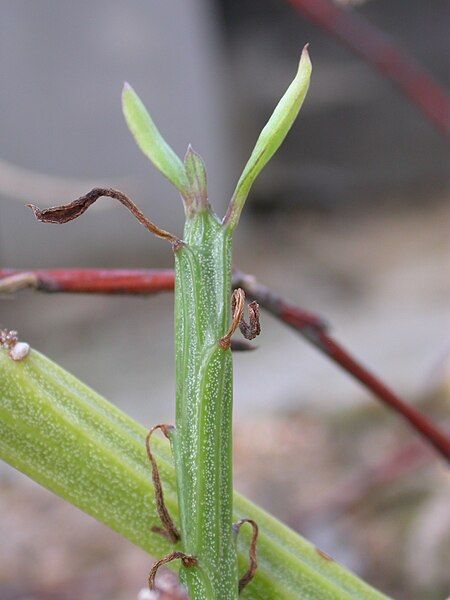 File:Kleinia madagascariensis.jpg