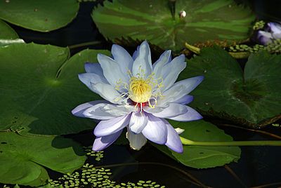 Characteristic separation of petals and stamens in Nymphaea gigantea flower