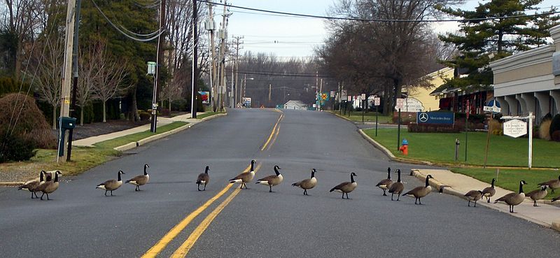 File:LS geese.jpg