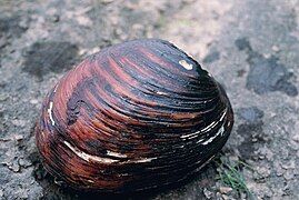 Lampsilis abrupta, the pink mucket mussel.