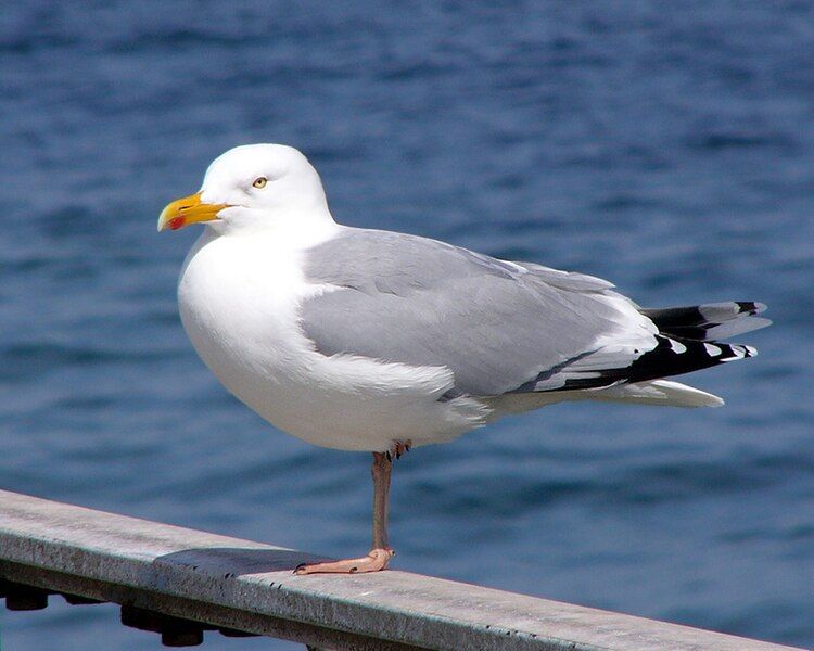 File:Larus argentatus ad.jpg