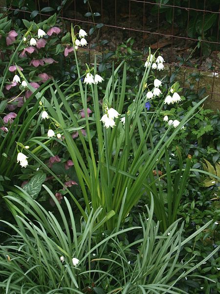 File:Leucojum aestivum002.jpg