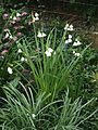 Leucojum aestivum