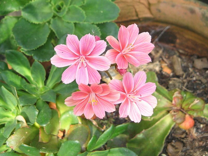 File:Lewisia cv 01.jpg