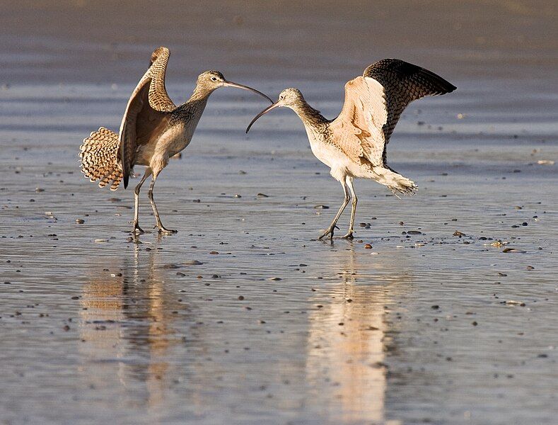 File:Long-billed Curlews courting.jpg