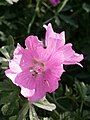 Malva alcea close-up