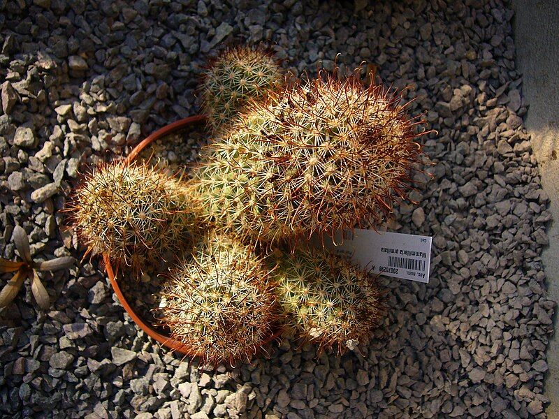 File:Mammillaria armillata (2).jpg