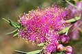 Melaleuca fulgens