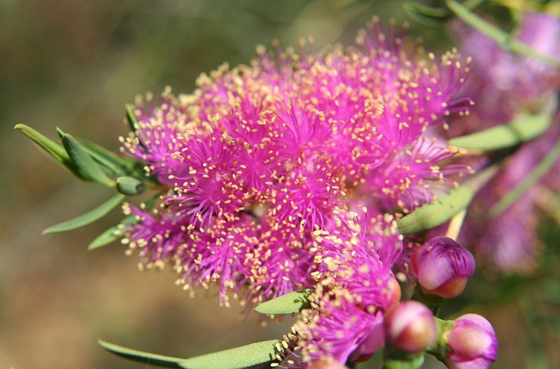 File:Melaleuca fulgens.jpg