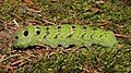 Green colour morph of the larva