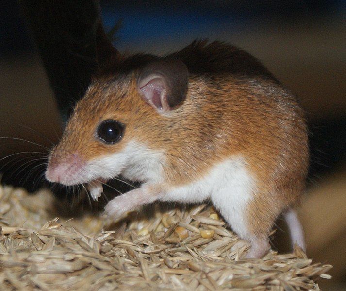 File:Mouse eating seeds.jpg