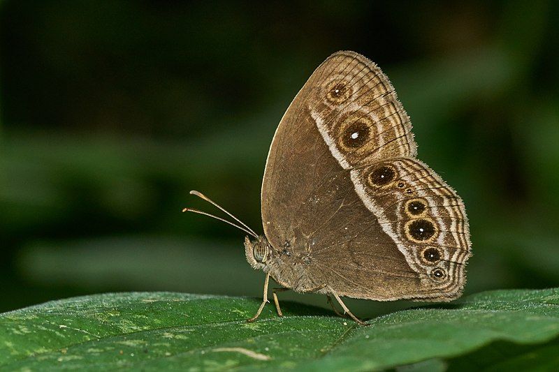 File:Mycalesis mineus-Kadavoor-2017-04-26-001.jpg