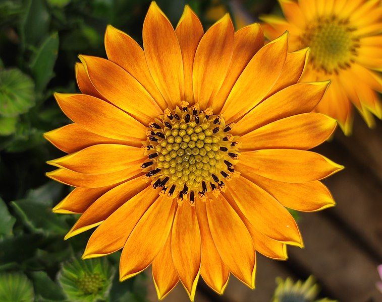 File:Osteospermum flower.jpg