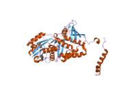 2nz2: Crystal structure of human argininosuccinate synthase in complex with aspartate and citrulline