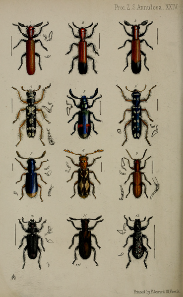 File:PZSL1852PlateAnnulosa24.png