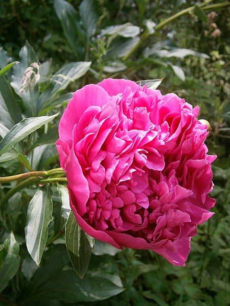 File:Paeonia Cv. RHu.JPG