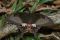 Common Mormon (Papilio polytes)