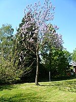 Flowering tree