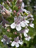 Flowers of Penstemon deustus