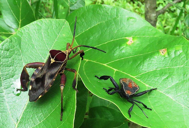 File:Petascelis remipes00.jpg