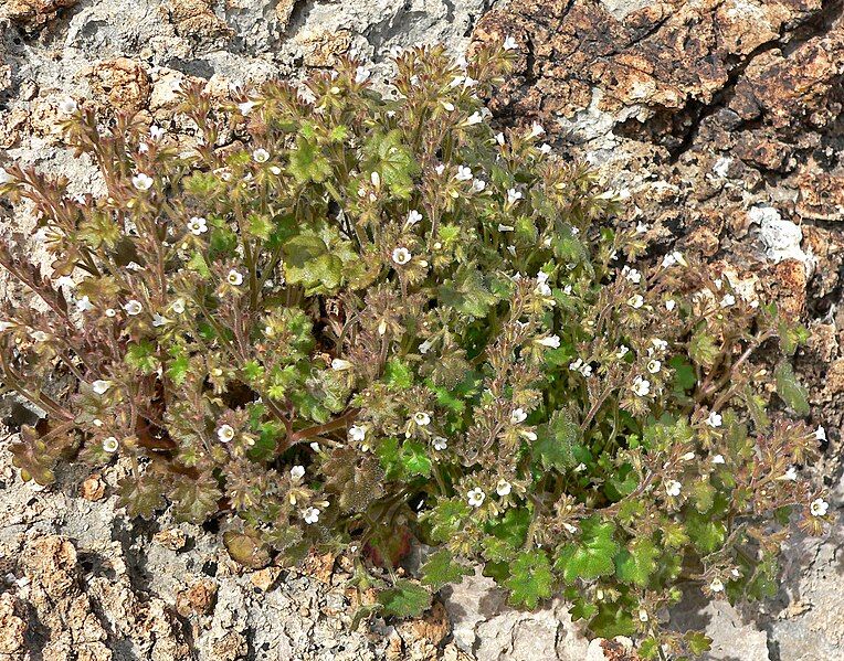 File:Phacelia rotundifolia 7.jpg