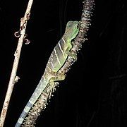 A juvenile in Cambodia