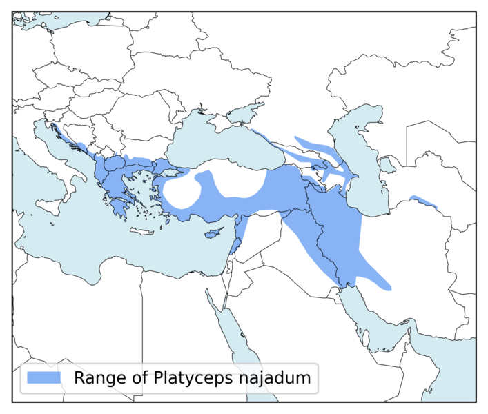 File:Platyceps-najadum-range.png