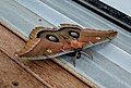 Antheraea polyphemus