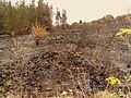 Image 49Charred shrubland in suburban Sydney (2019–20 Australian bushfires). (from Wildfire)