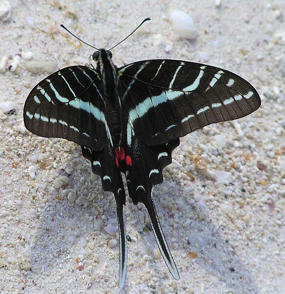 File:Protographium philolaus1.jpg