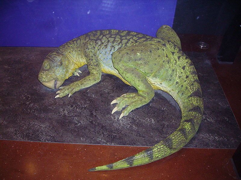 File:Psittacosaurus NHM.JPG