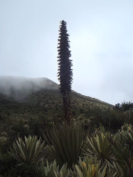 File:Puya goudotiana 1.JPG