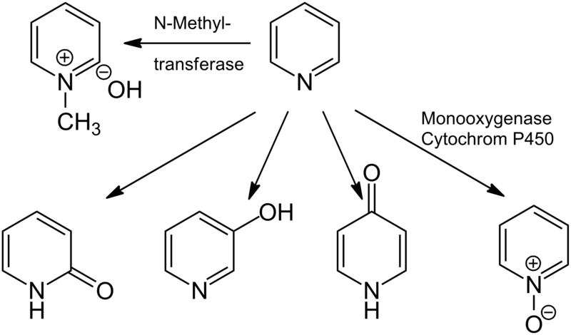 File:Pyridin-Metabolisierung.png