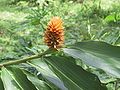 Renealmia cernua, Costa Rica (base of Cerro Mochila, east part of Matama mountains, Cordillera de Talamanca)