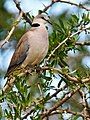 Ring-necked Dove at Masai Mara, Kenya