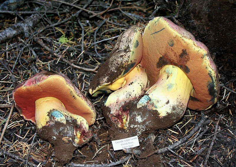 File:Rubroboletus haematinus 390403.jpg