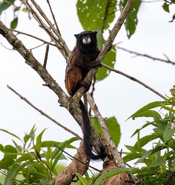 File:Saguinus leucogenys 113777952.jpg