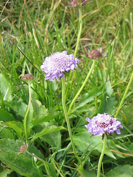 File:Scabiosa lucida02.jpg