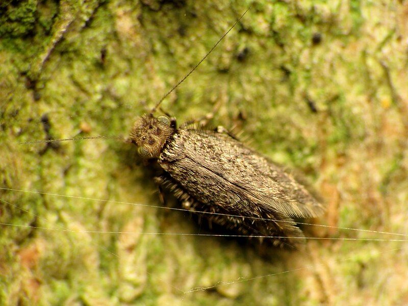 File:Scaly-winged Barklouse (28572463783).jpg