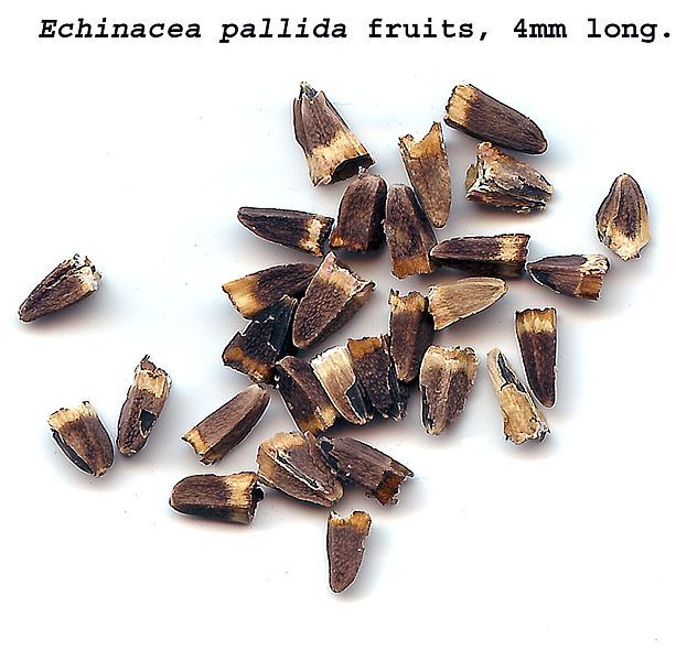 File:SeedsEchinaceaeapallida.jpg