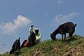 Shepherd in Pindi Balochan