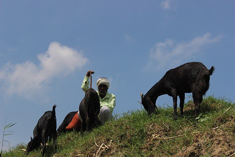 File:Shepherd of punjab.jpg