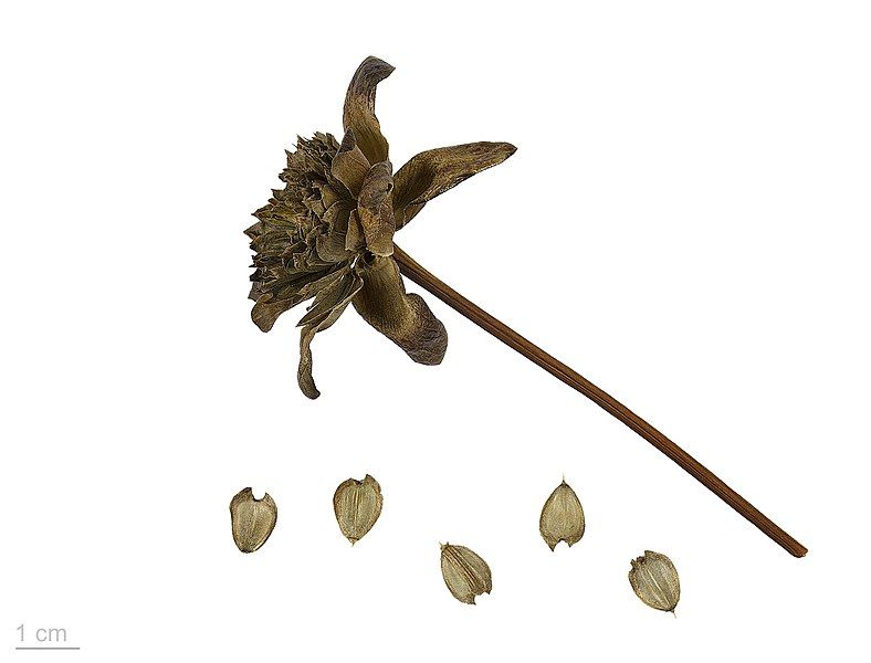 File:Silphium perfoliatum MHNT.BOT.2015.34.69.jpg