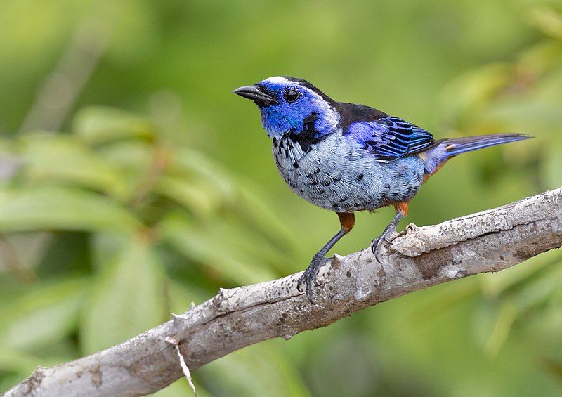 File:Silver-breasted Tanager.jpg