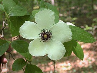 Stewartia malacodendron, or silky camellia, an uncommon species of the southeastern U.S.[16]