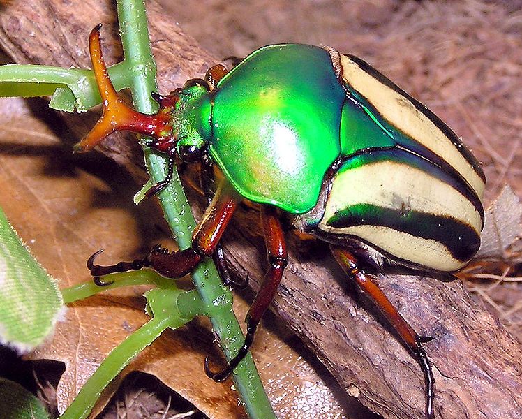 File:Striped.love.beetle.arp.jpg