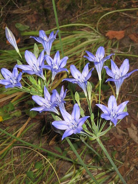 File:Triteleia Koningin Fabiola006.jpg