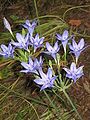 Triteleia laxa 'Koningin Fabiola'