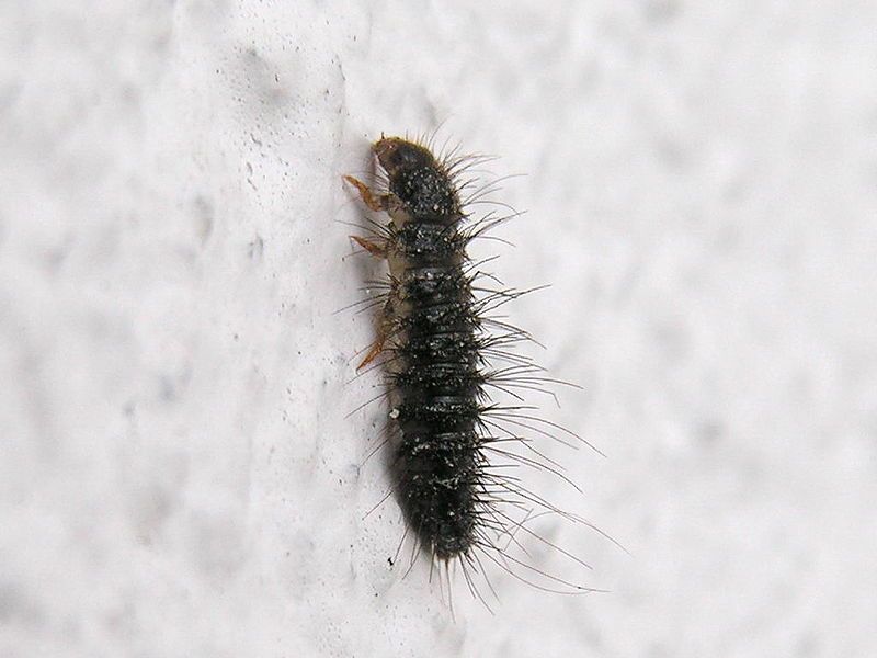 File:Unidentified.insect.of.Galicia2.jpg