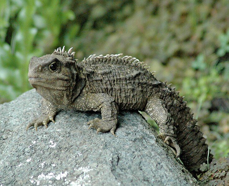 File:30-ish male tuatara.jpg